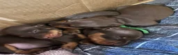 Miniature Dachshund dogs for sale: Beautiful KC reg miniature Dachshund 🐾🐾 in Basingstoke - Advert 8