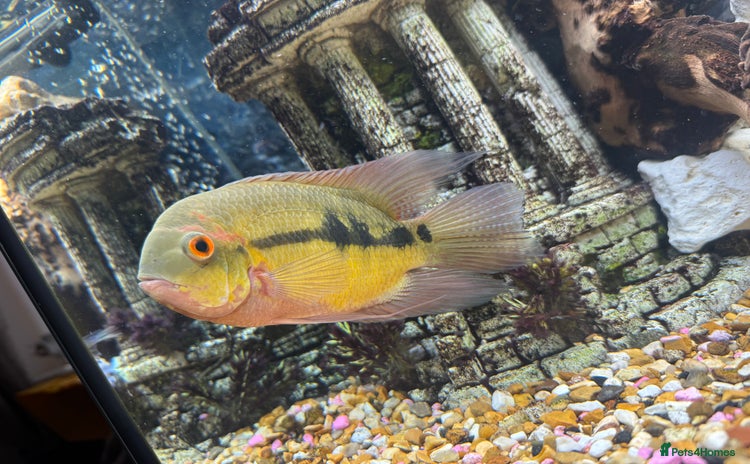 Cichlids fish - Advert 1