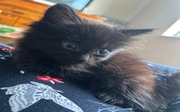 Mixed Breed cats for sale: Mixed kittens  - Image 2