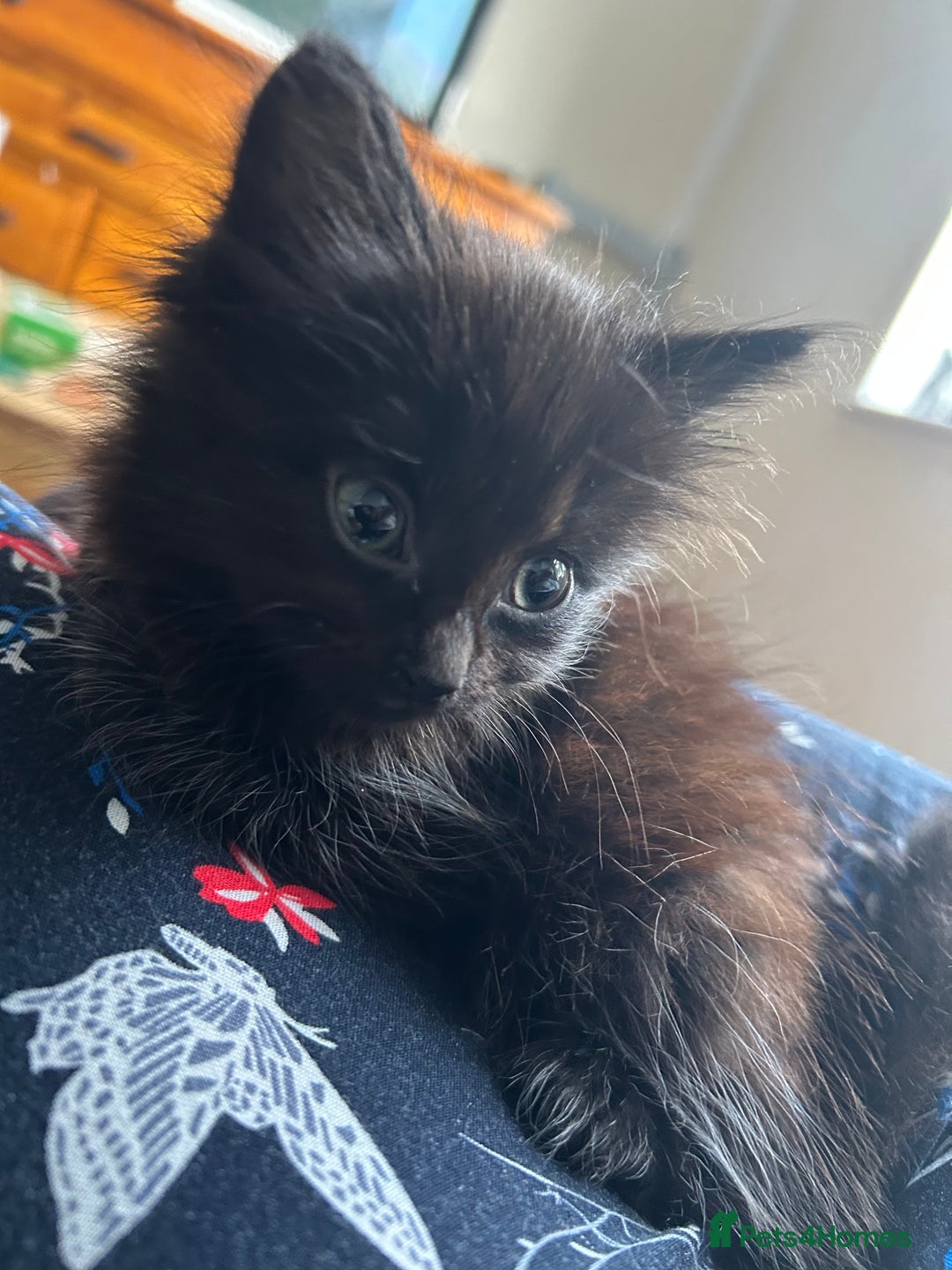 Mixed Breed cats for sale: Mixed kittens  - Image 2