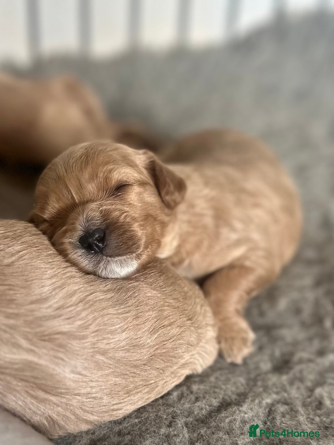 Cavapoo dogs for sale: 🐶 Beautiful Red Cavapoo Puppies – Ready November  - Image 13