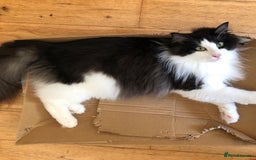 Norwegian Forest Cat cats for sale: Cuddly male Norwegian looking for forever home - Image 12