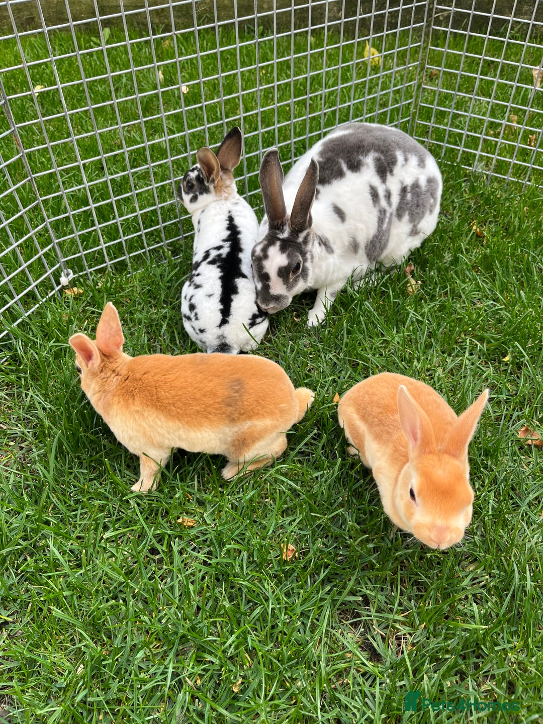 Rex rabbits for sale: Lovely Mini Rex bunnies ready for their new homes - Image 2
