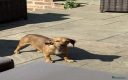 Mixed Breed dogs for sale: Patterjack x daxies  - Image 10
