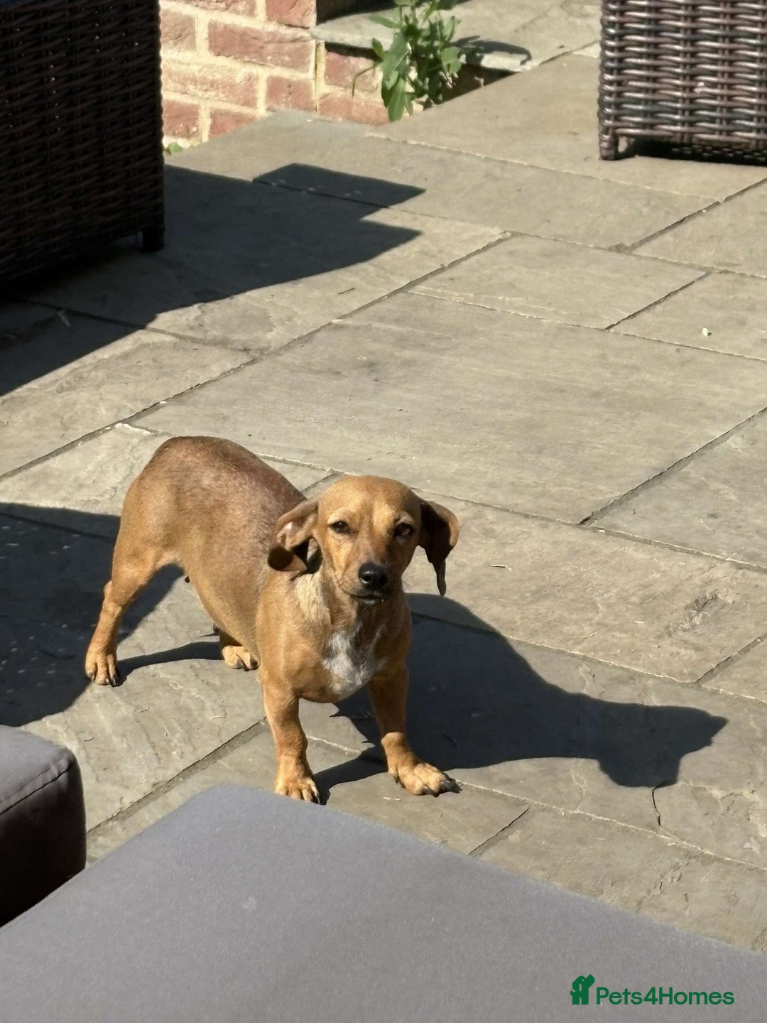 Mixed Breed dogs for sale: Patterjack x daxies  - Image 10