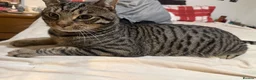 Australian Mist cats for sale: Ace. 2year old male - Advert 2