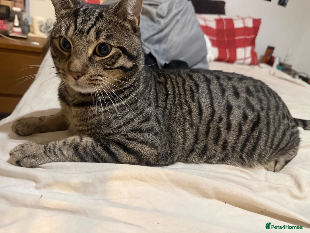 Australian Mist cats for sale: Ace. 2year old male - Advert 2
