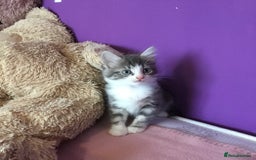 Mixed Breed cats for sale: Kittens for sale!!! - Image 6