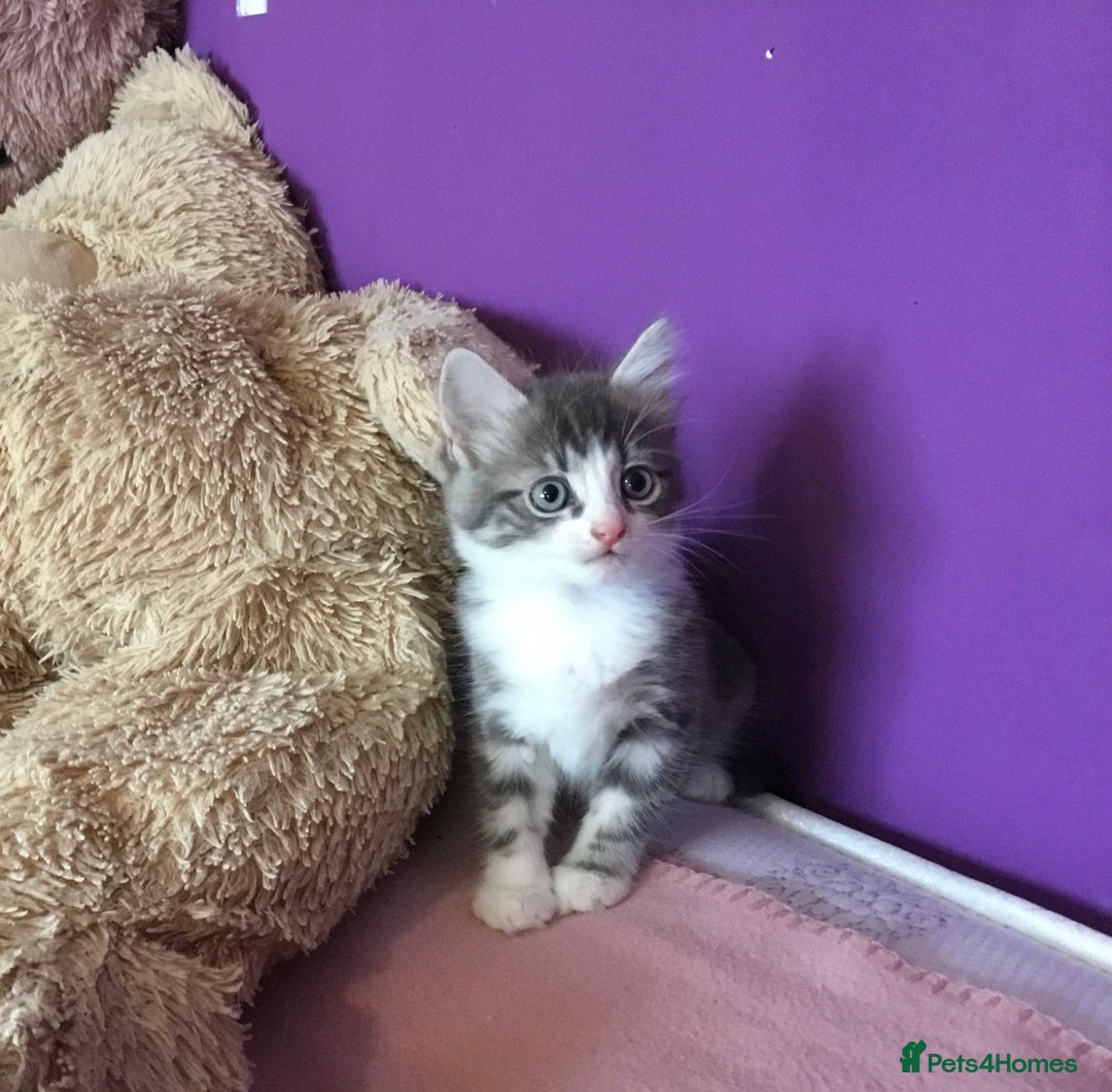 Mixed Breed cats for sale: Kittens for sale!!! - Image 6