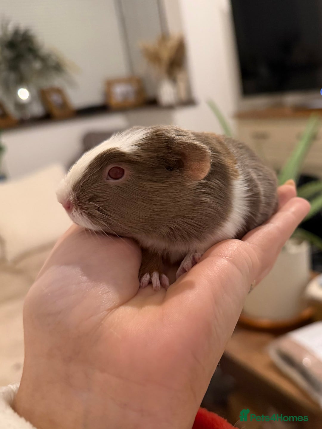 Guinea Pig rodents for sale: Pair of boar (male) guinea pigs  - Advert 6