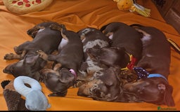 Miniature Dachshund dogs for sale: Stunning litter of miniature daschounds  - Image 2