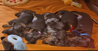 Miniature Dachshund dogs - Advert 4