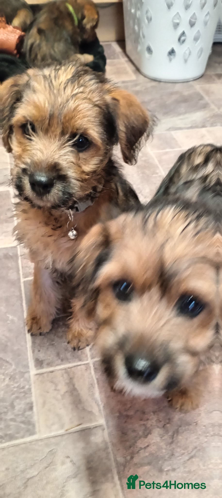 Mixed Breed dogs Maltipoo X Border Terrier mixed breed (Borderpoo) - Advert 1