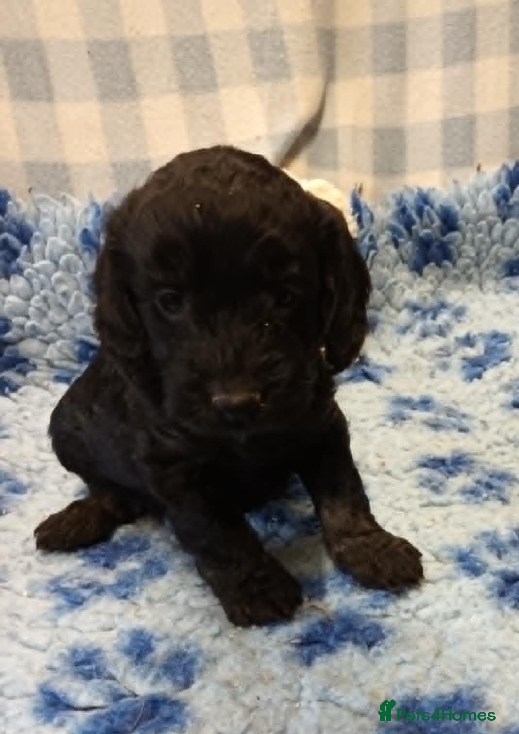 Cockapoo dogs F1. COCKAPOOS FROM LICENCED BREEDER. - Advert 7