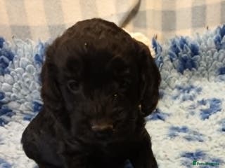Cockapoo dogs F1. COCKAPOOS FROM LICENCED BREEDER. - Advert 11