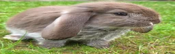 French Lop rabbits for sale: French lops 2 x doe's 2 x Bucks - Advert 1