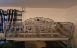 Conures birds for sale: Green cheek conure and a jenday conure for sale  - Image 5