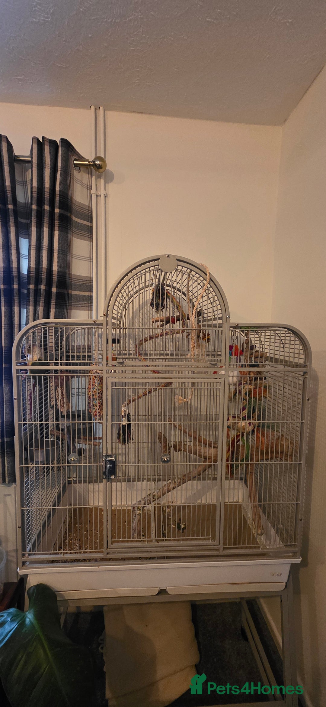 Conures birds for sale: Green cheek conure and a jenday conure for sale  - Image 5