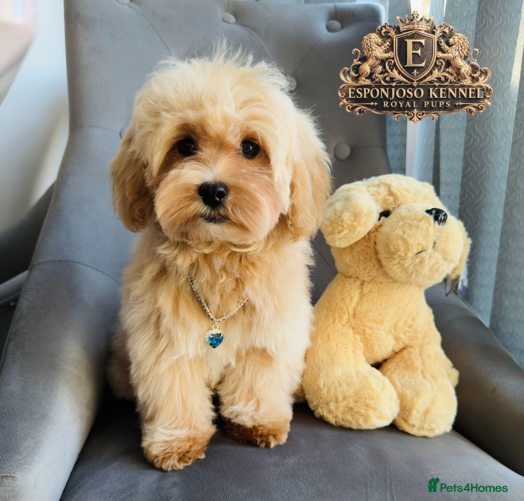 Maltipoo dogs 👑 Last Exquisite Esponjoso Royal maltipoo Boy 👑 - Advert 15