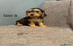 Cockapoo dogs for sale: 7 lovely cockerpoos  - Image 7