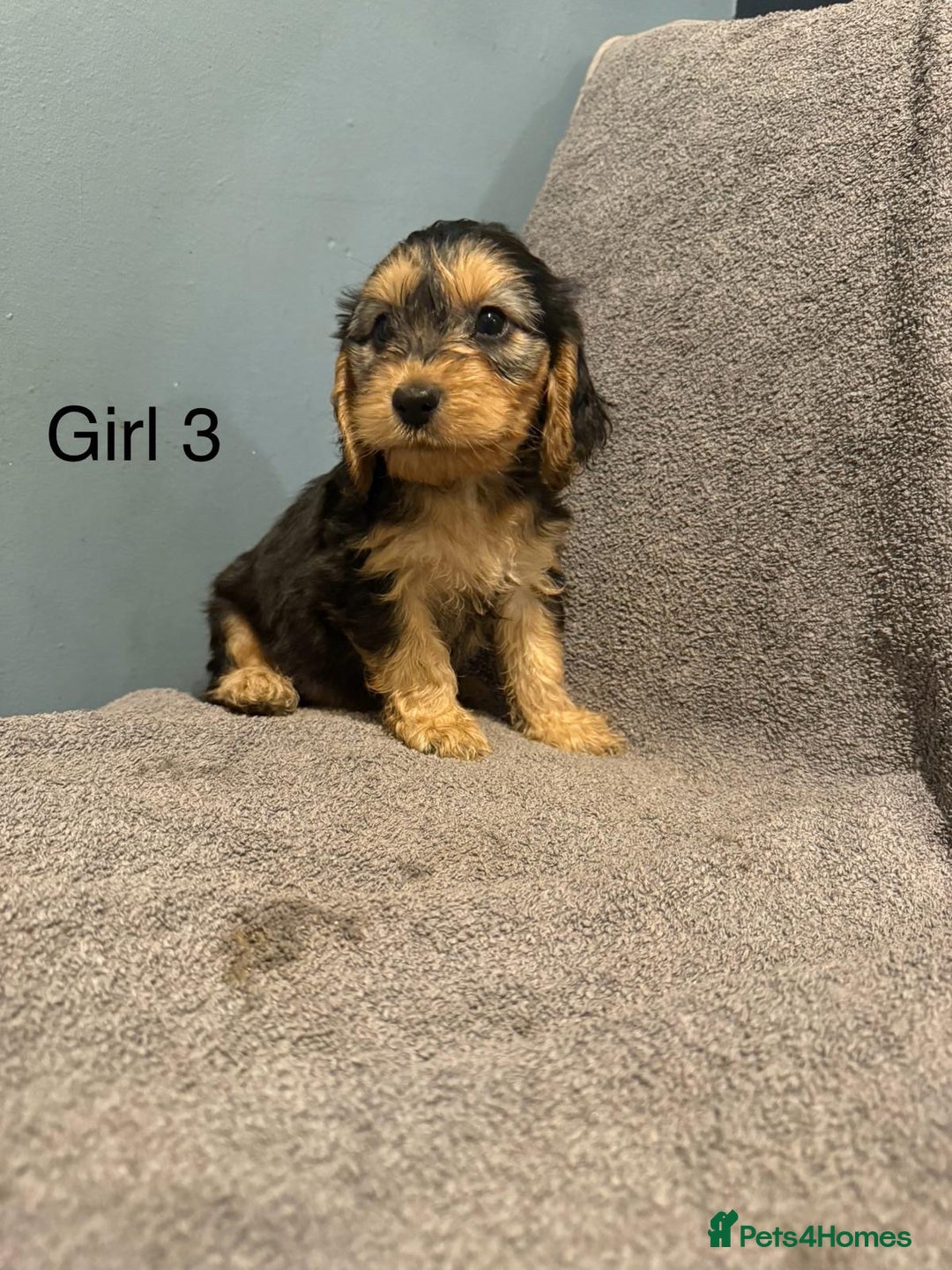 Cockapoo dogs for sale: 7 lovely cockerpoos  - Image 7