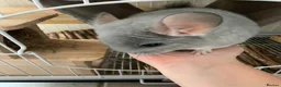 Chinchilla rodents for sale: 2 female chinchillas blue diamond beige with cage  - Advert 10