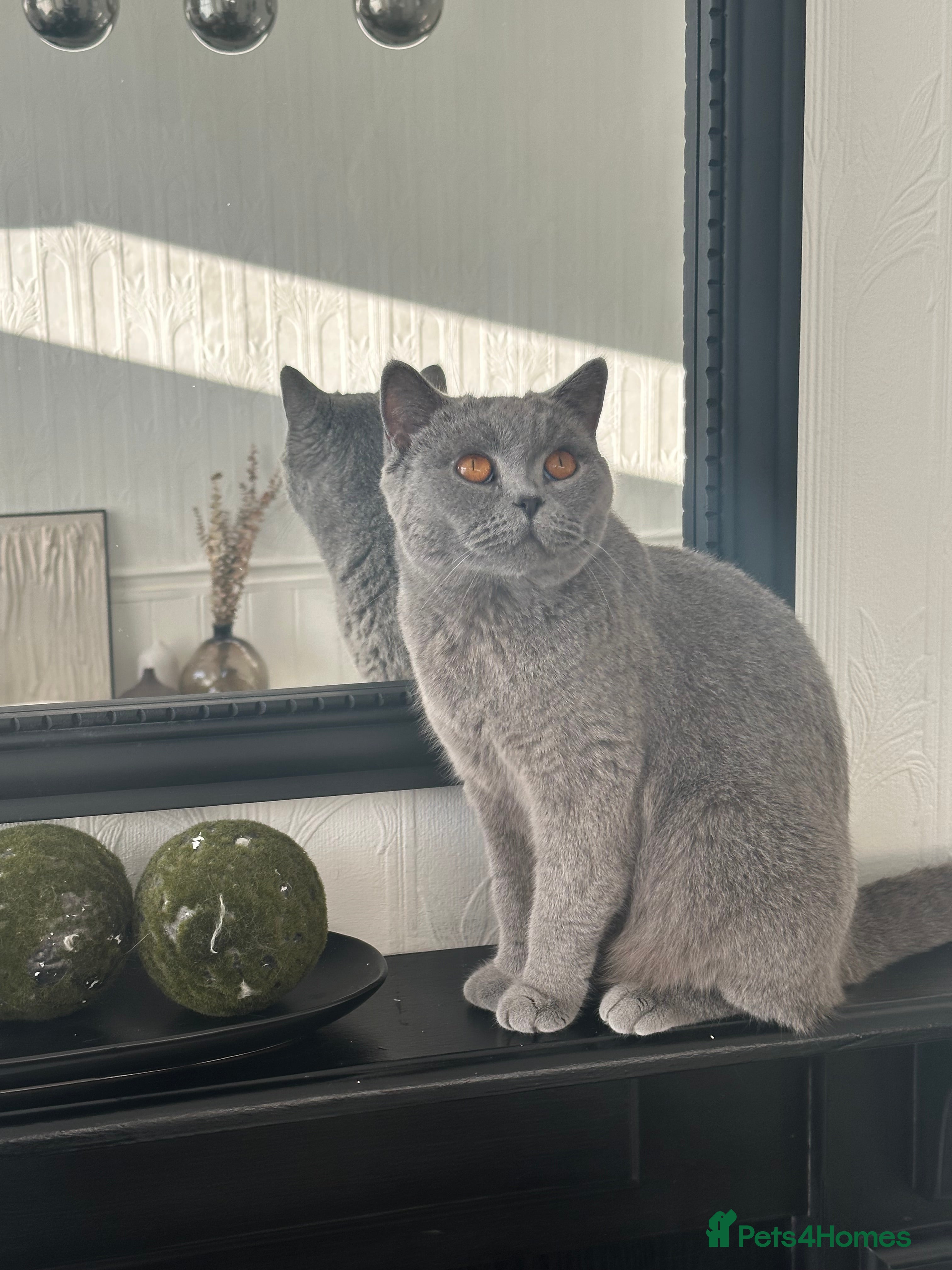 British Shorthair cats British shorthair kittens for sale  - Advert 2
