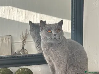 British Shorthair cats British shorthair kittens for sale - Advert 2