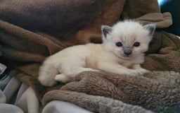 Ragdoll cats for sale: Ragdoll Kittens Available  - Image 18