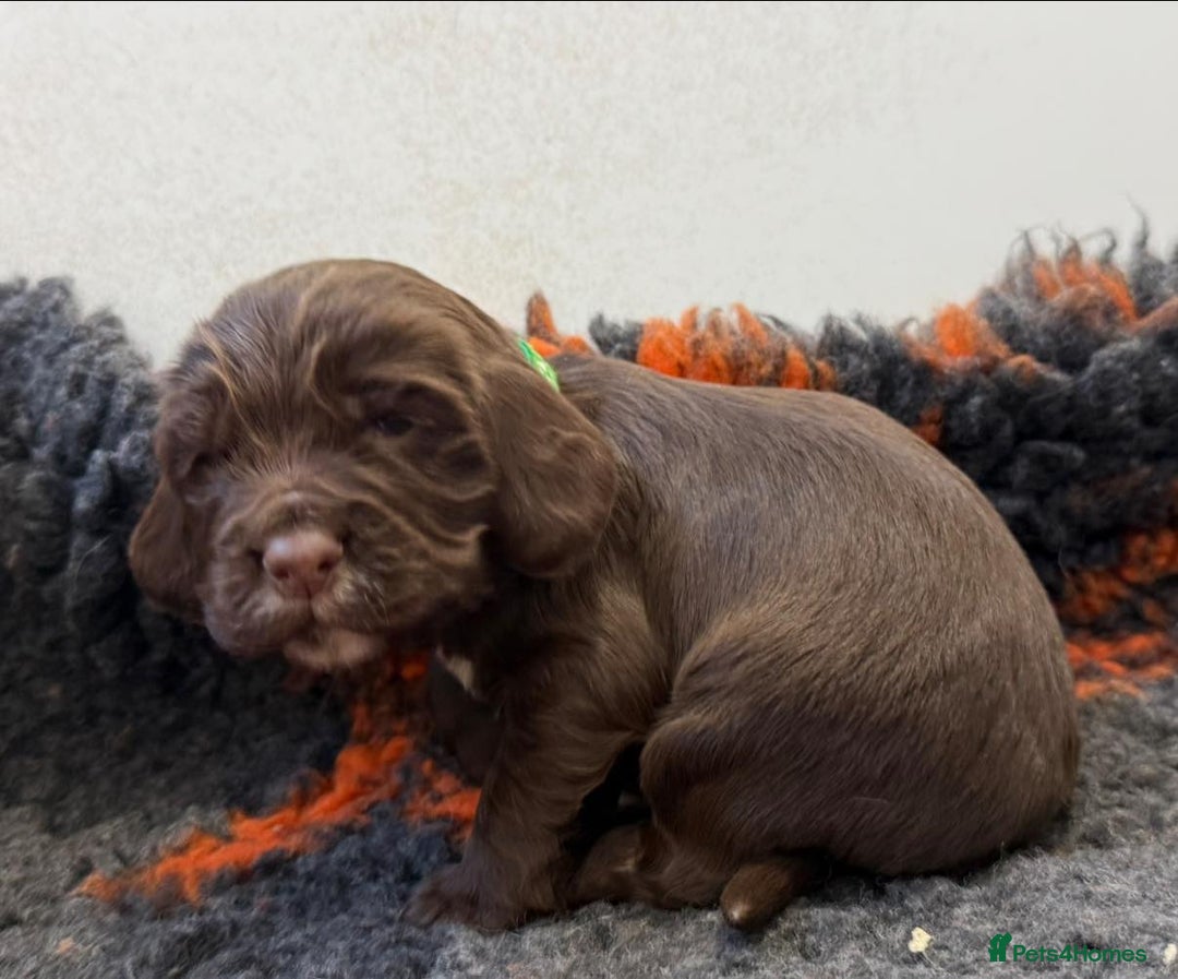 Cocker Spaniel dogs for sale: stunning chocolate and tri kc cocker spaniels - Advert 9