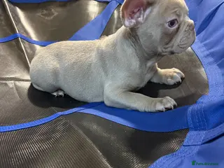 French Bulldog dogs FrenchBulldog Puppies - Advert 1