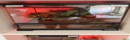 Tarantulas invertebrates for sale: Mixed tarantulas  - Advert 4