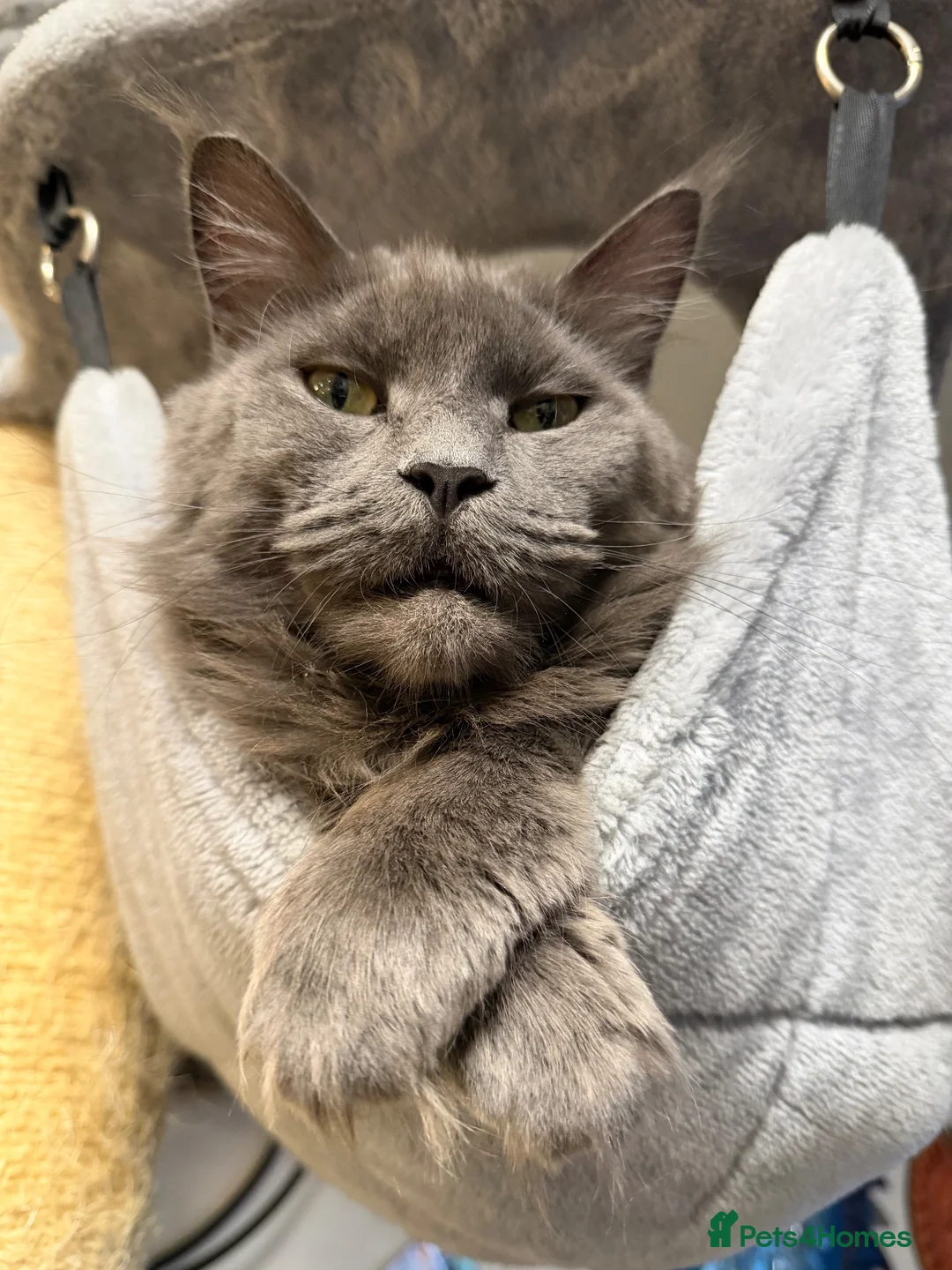 Maine Coon cats for sale: 🔥*TWO BEAUTIFUL SOLID BLUE MAINE COON FEMALES*🔥  - Advert 2