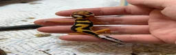 Leopard Gecko reptiles for sale: Baby Leopard Geckos - Advert 5