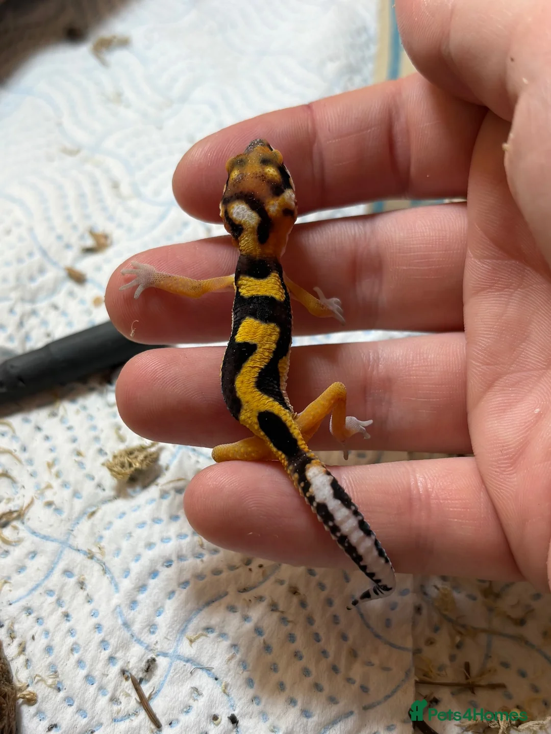 Leopard Gecko reptiles for sale: Baby Leopard Geckos - Advert 5
