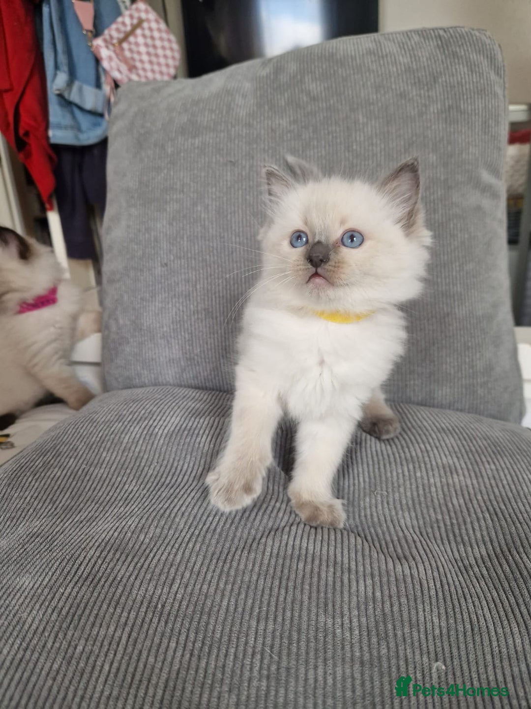 Ragdoll cats for sale: Ragdoll kittens  - Image 3