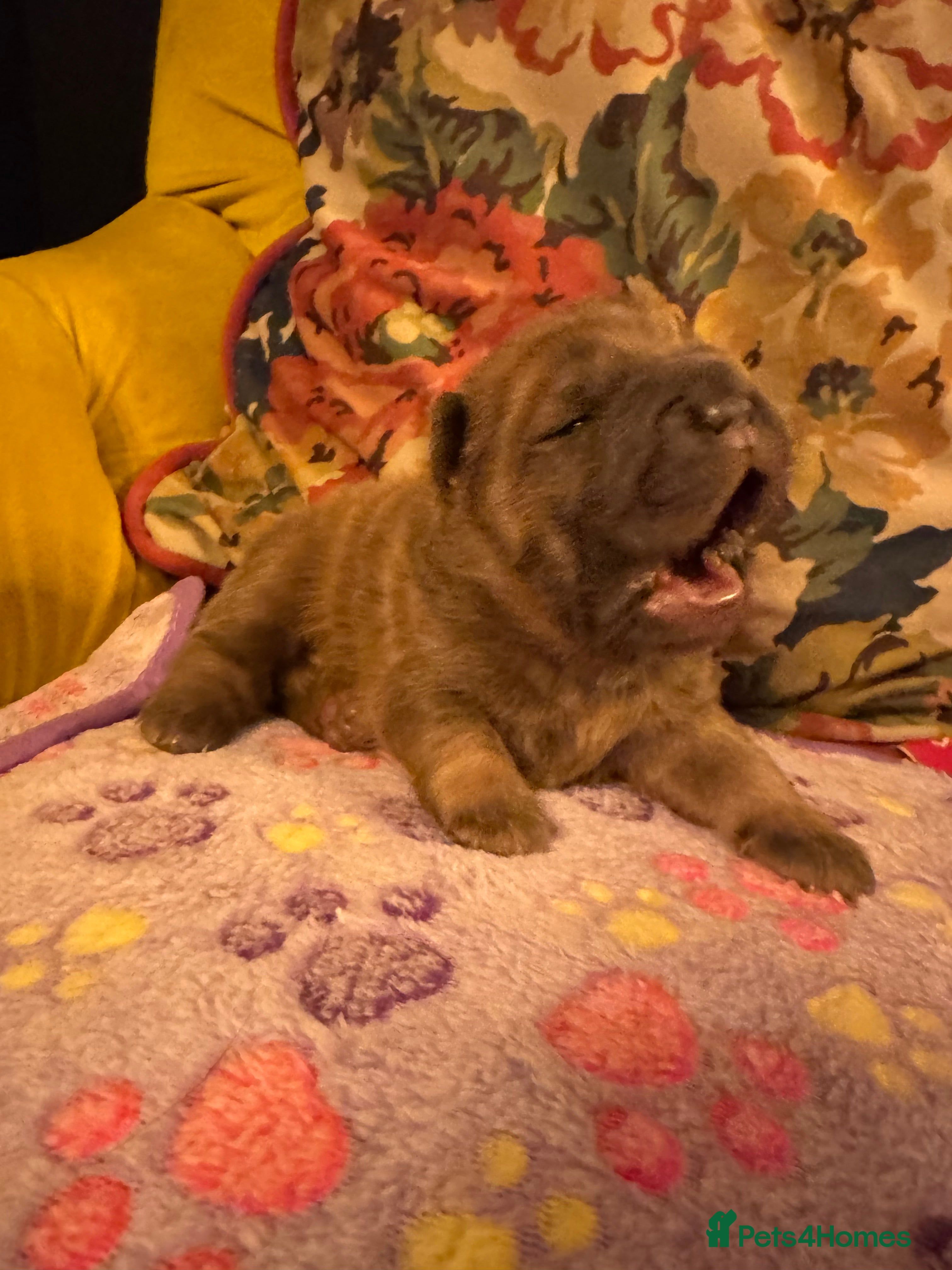 Shar Pei dogs 4 Gorgeous bears  - Advert 1