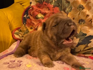Shar Pei dogs 4 Gorgeous bears - Advert 15