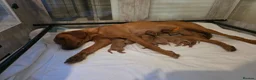 Labrador Retriever dogs for sale: ***ALL RESEVERED **KC Registered Fox red labrador  - Advert 7