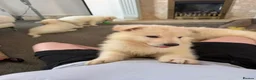 German Shepherd dogs for sale: Straight Back White German Shepherd Pups 🐶 🐕  - Advert 29