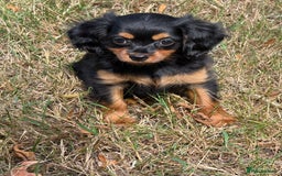 Cavapoo dogs for sale: Cavapoo rare black &tan health tested  - Image 31