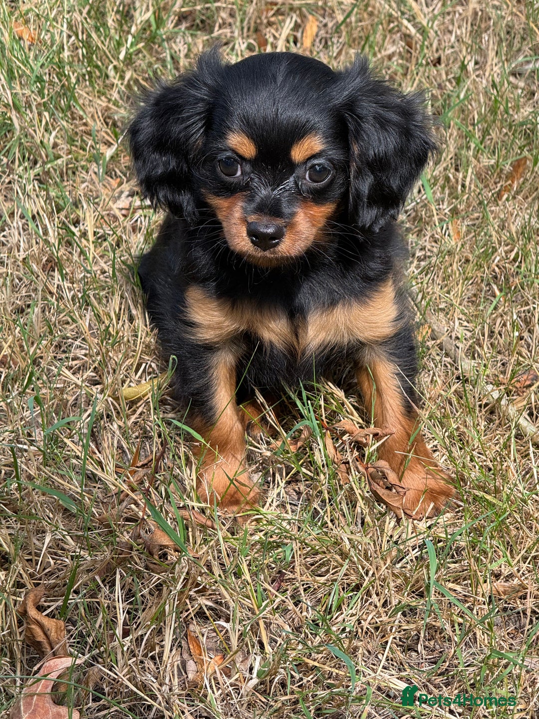 Cavapoo dogs for sale: Cavapoo rare black &tan health tested  - Image 31