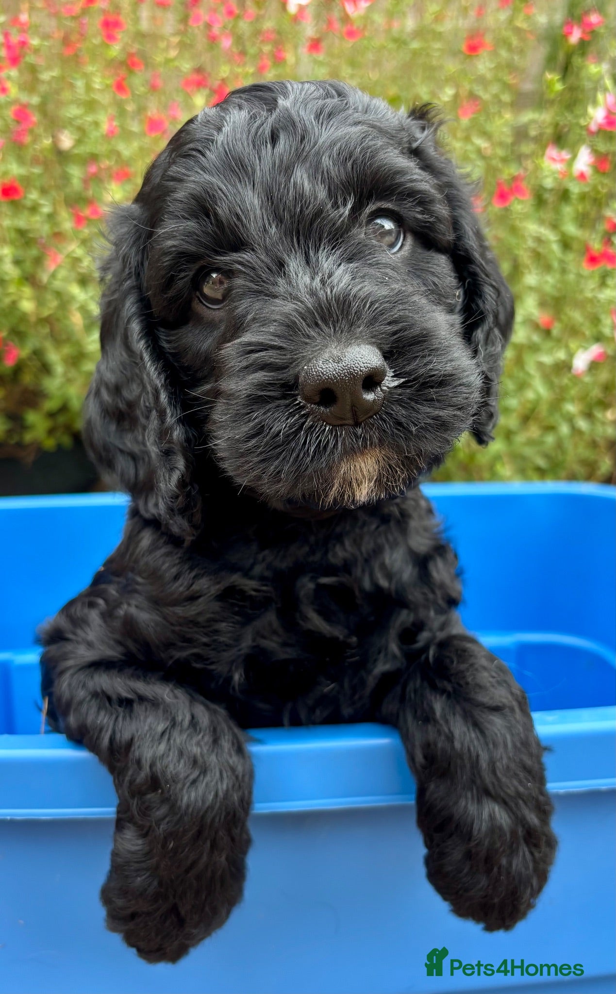 Cockapoo dogs F1 Cockerpoo puppies ready now  - Advert 2