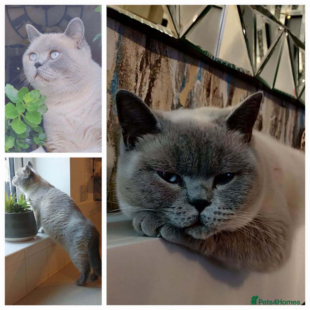 British Shorthair cats for sale: OUTSTANDING🏆PEDIGREE🎖CH SIRED in Dudley - Image 10