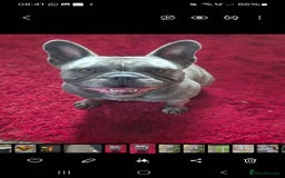 French Bulldog dogs for sale: Kc registered french bulldog puppies - Image 8