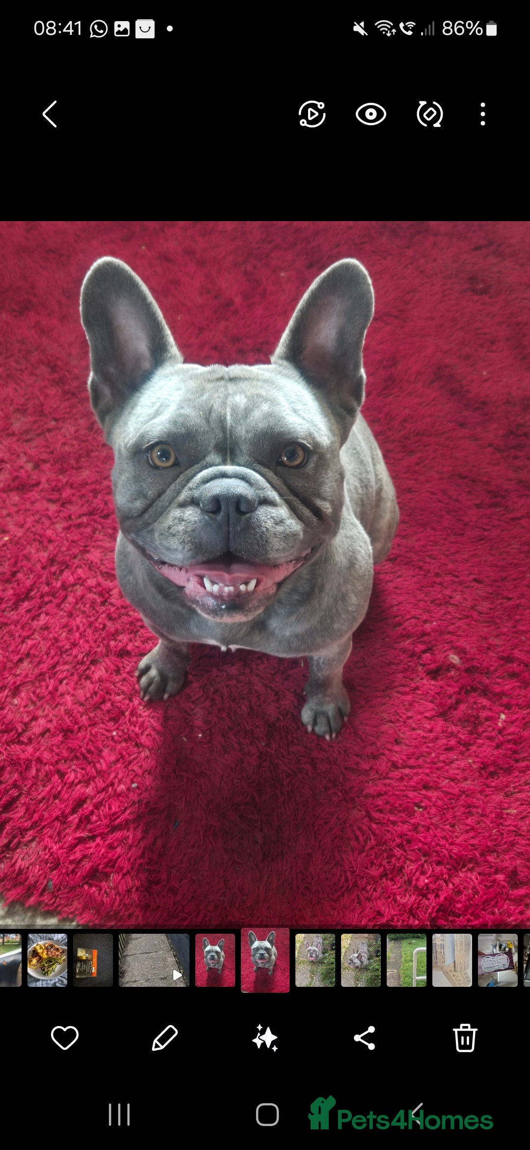 French Bulldog dogs for sale: Kc registered french bulldog puppies - Image 8