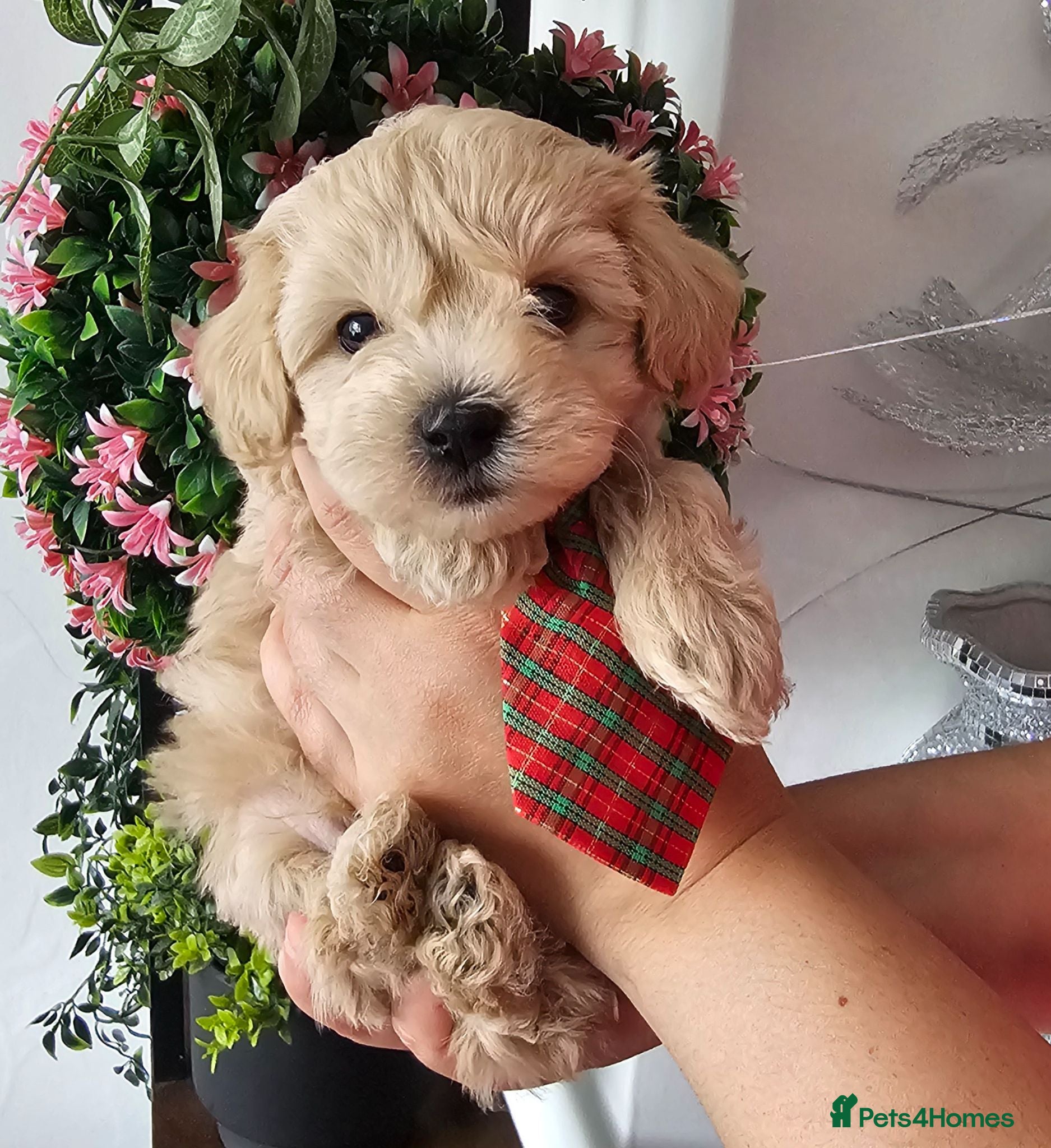 Maltipoo dogs READY NOW . 3 girls 1 boy left  - Advert 3