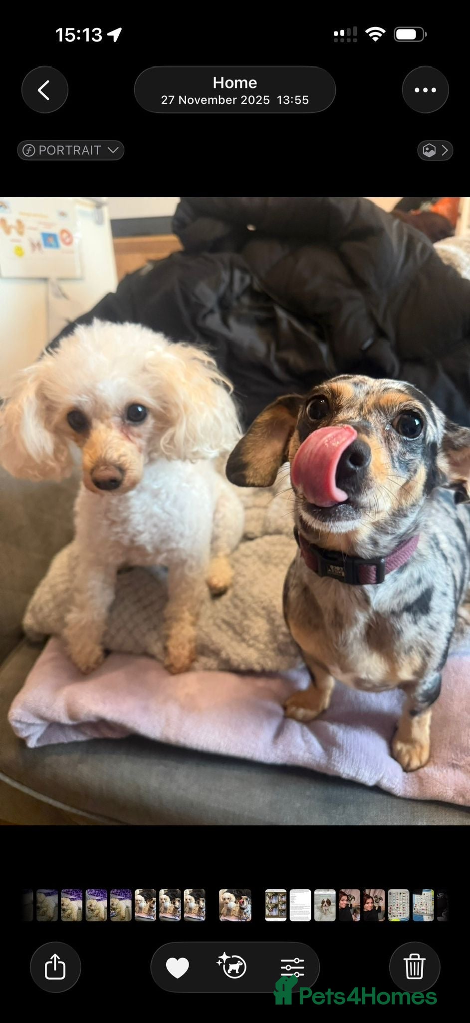 Chiweenie dogs Chiweenee and cavapoo in Towcester - Advert 5