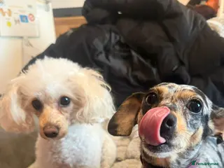 Chiweenie dogs Chiweenee and cavapoo in Towcester - Advert 1