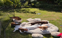 Miniature Dachshund dogs for sale: Pure Piebald Miniature Dachshunds Champion Lines - Image 15